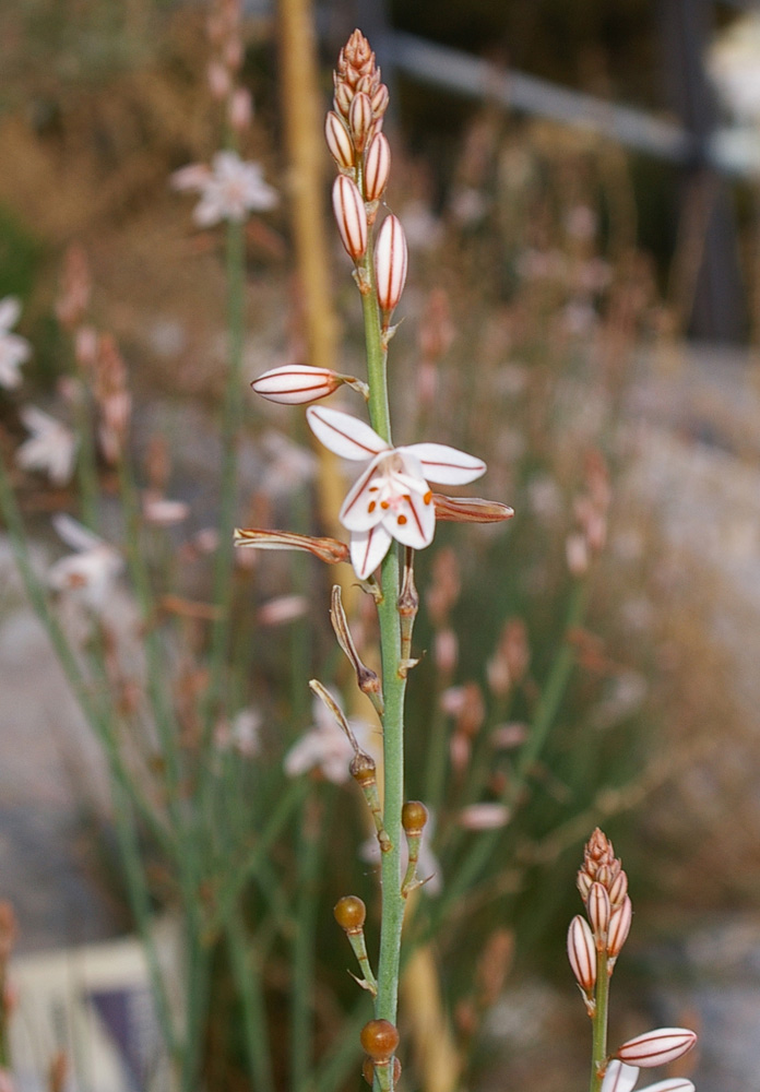 Asphodelus fistulosus / Asfodelo fistoloso